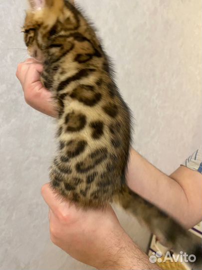 Шикарный бенгальский мальчик