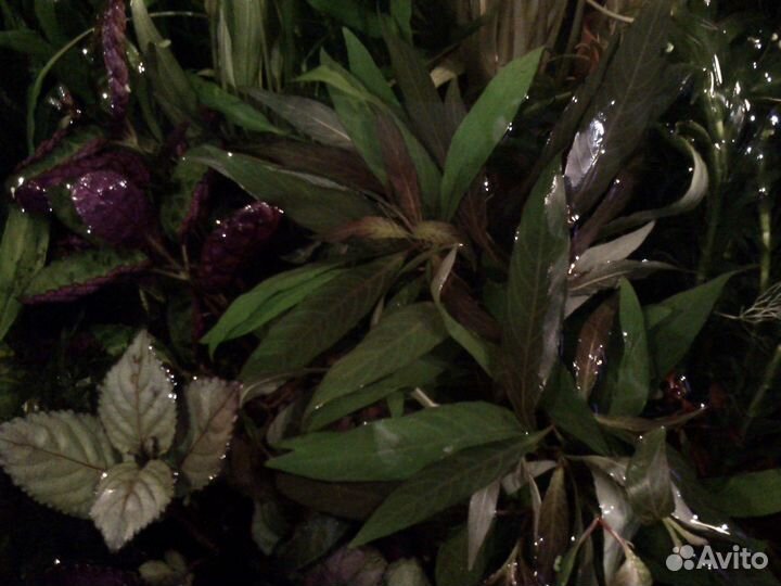 Аквариумные рыбки и растения в туле