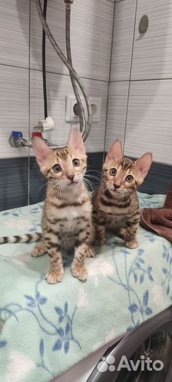 Бенгальская кошка