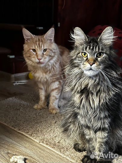 Кот и кошка Мейн Куны