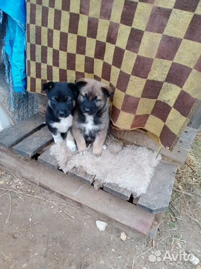 Щенки в добрые руки