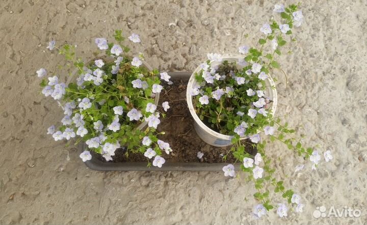 Вероника нитевидная ползучая - саженцы обмен