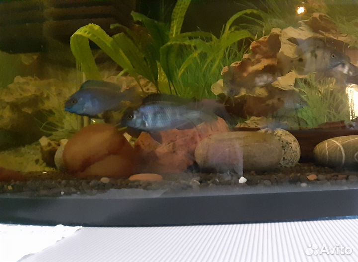 Рыбы дельфины