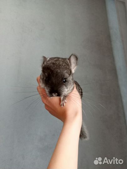 Шиншиллята