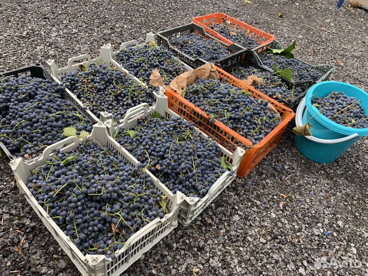 Виноград 10 летний