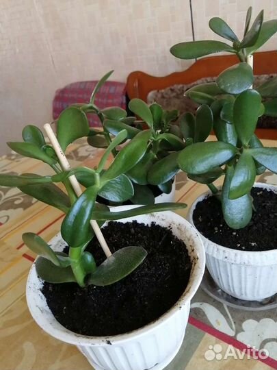 Толстянка Крассула