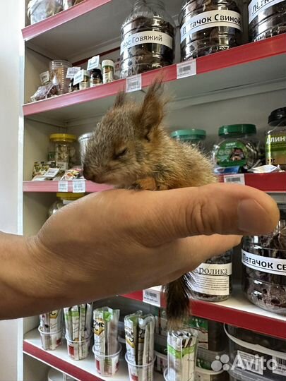 Белка бельчата