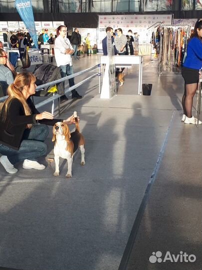 Бигль для вязки