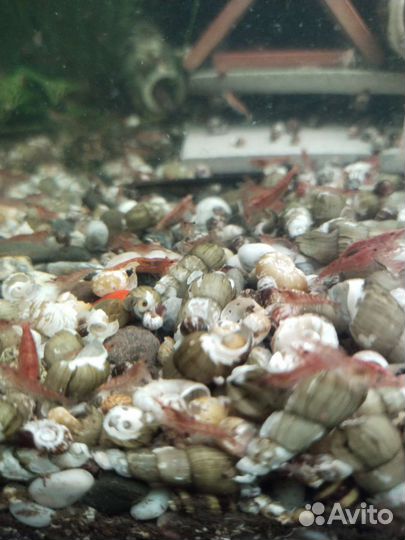 Креветки вишни. Улитки Маризы.Растения