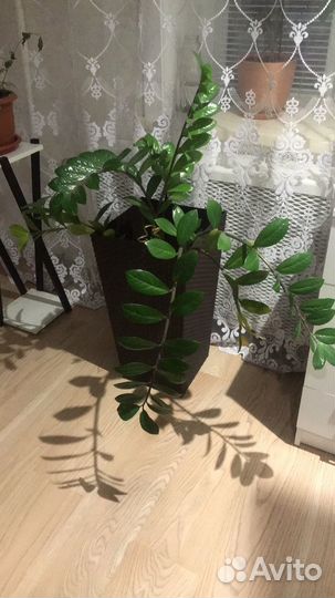 Замиокулькас