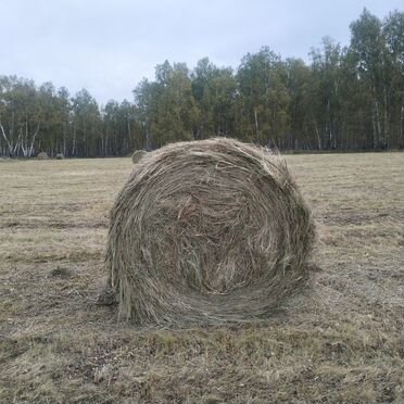 Продам сено в рулонах