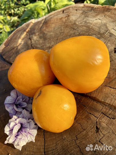 Семена желтого томата Сердце Ашхабада