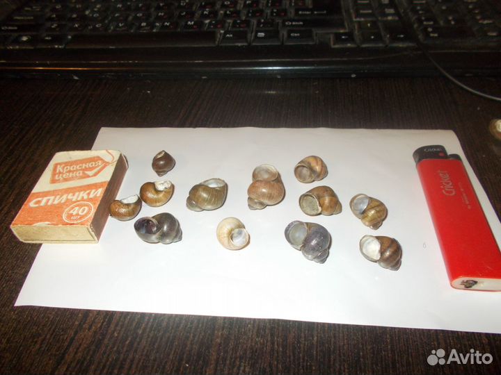 Раковины ракушки домики улиток пресноводных