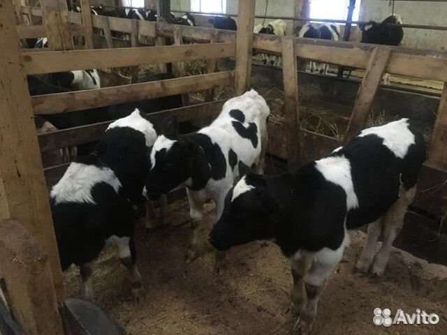 Идеальные телята для откорма