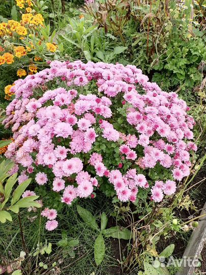 Хризантемы мультифлора