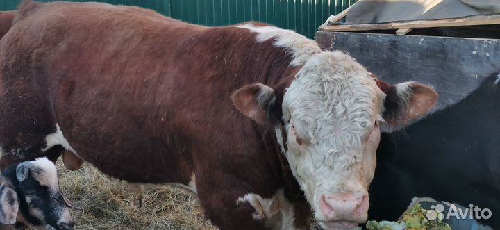 Быки герефорд на племя