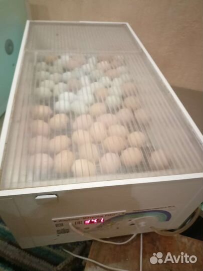 Инкубатор блиц Матрица Дели