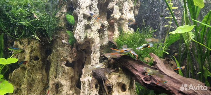 Гуппи эндлера