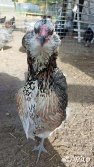 Цыплята амераукана.Кучинская юбилейная