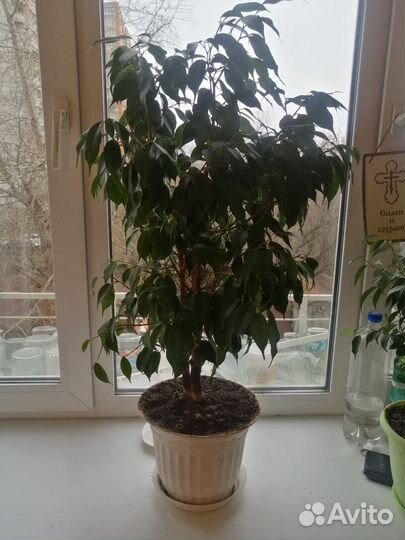 Фикус бенджамина