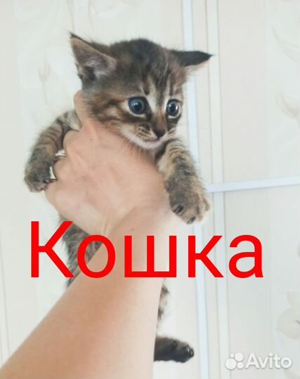 Котята в дар бесплатно