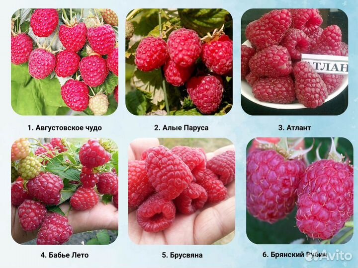 Саженцы Малины, Малина