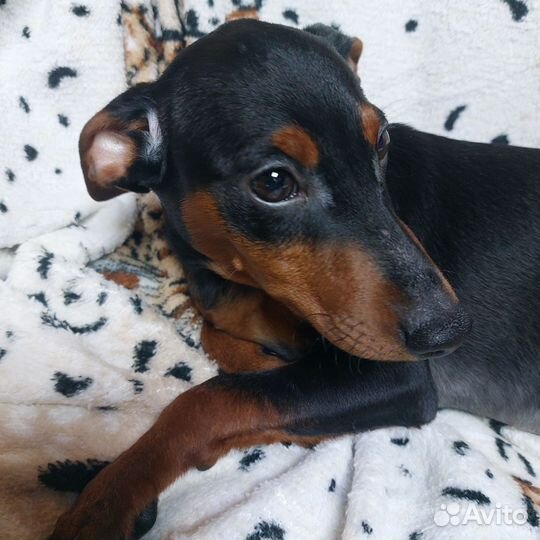 Щенки цвергпинчера