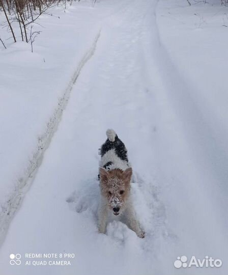 Фокстерьер для вязки