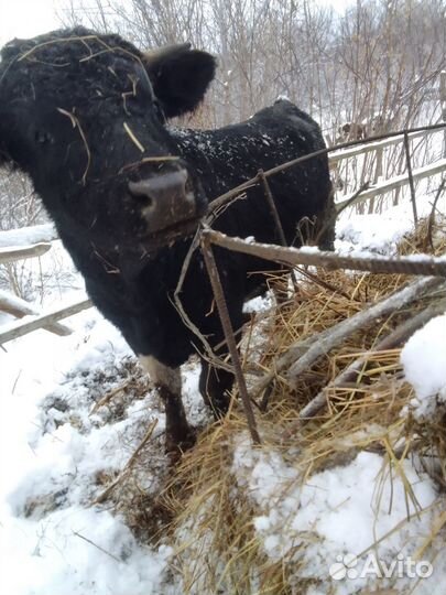 Продажа крс