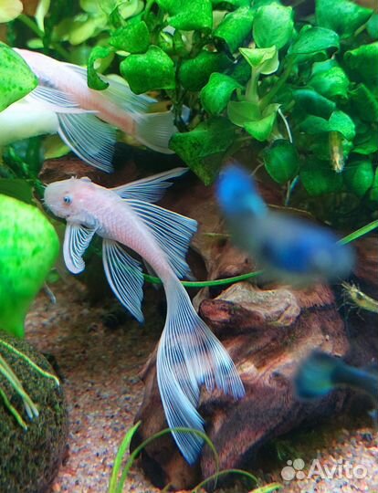 Номерной Анциструс Снежок L 144 Snow White вуаль