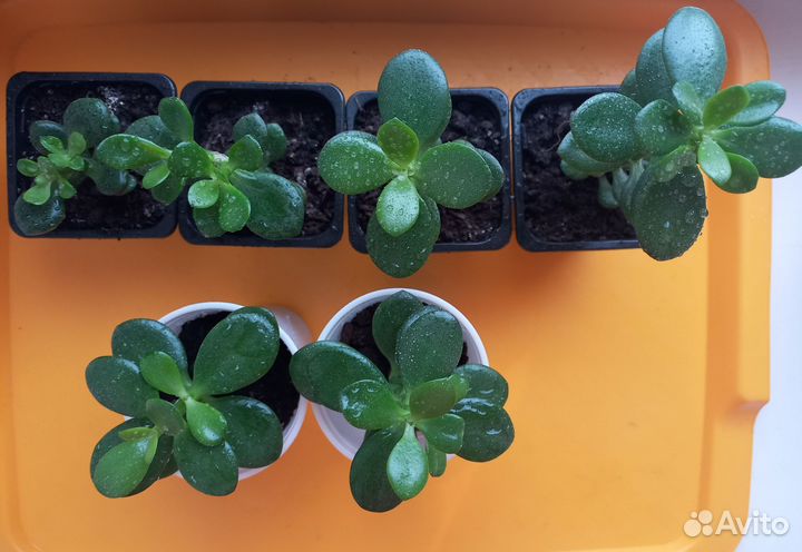 Крассула толстянка. Денежное дерево