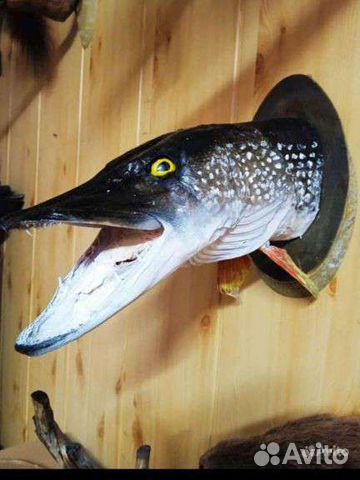 Чучела животных