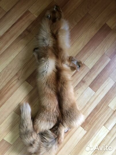 Шкурка животного-лисы,чулком