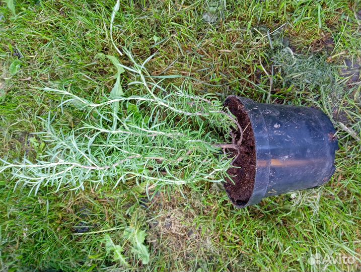 Розмарин лекарственный