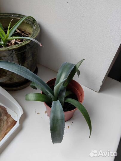 Агава голубая