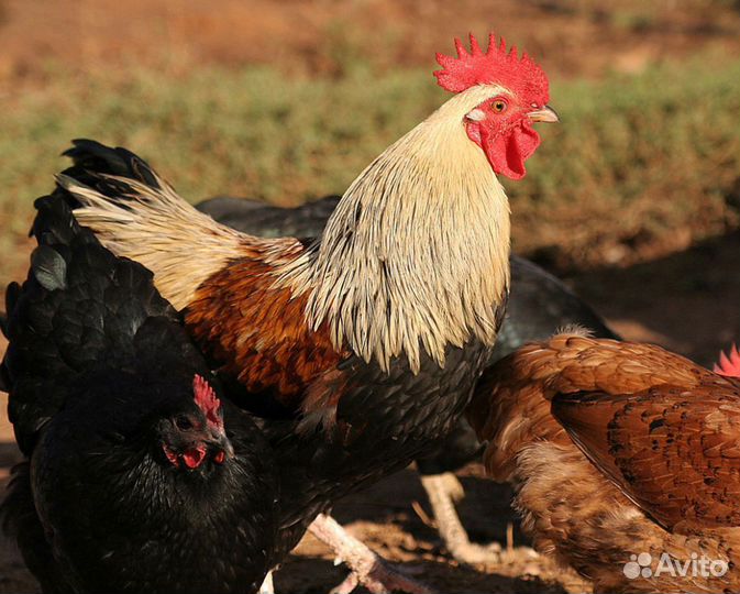 Молодые петухи