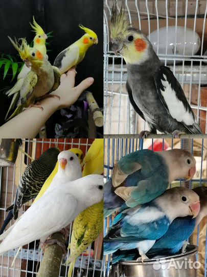 Попугай корелла, неразлучники, ожереловые, монахи