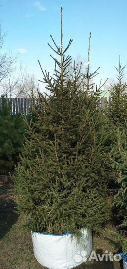 Сибирская ель экстра класс. Саженцы