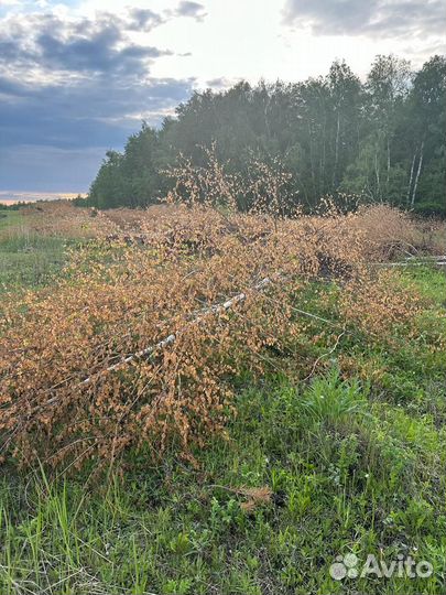 Дрова бесплатно