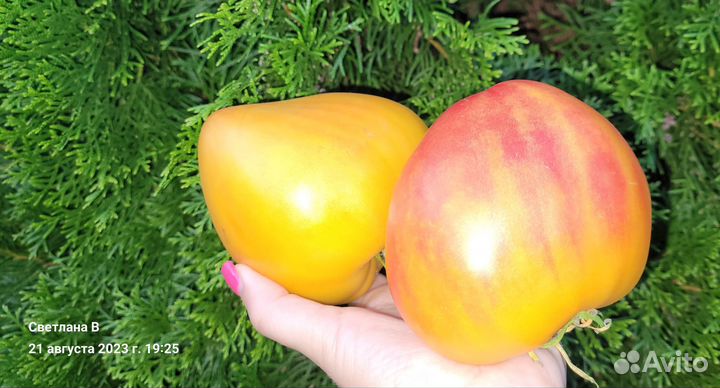 Семена коллекционных биколор томатов