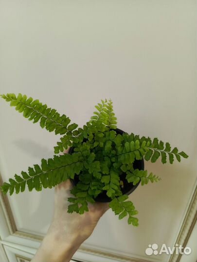 Папоротник сортовые и асплениум