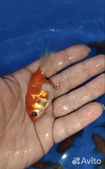 Золотые рыбки