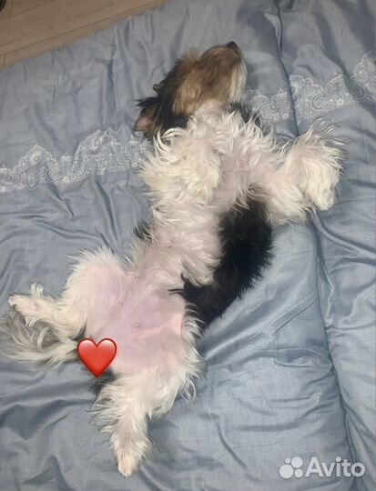 Передержка собак маленьких пород