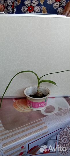 Индийский лук