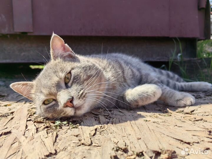 Кот в добрые руки