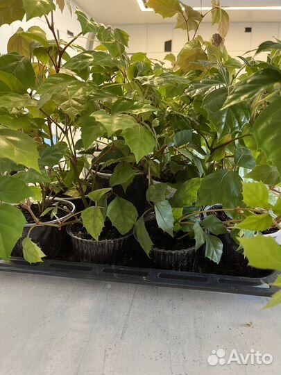 Циссус березка