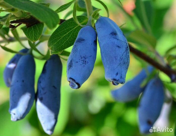 Жимолость съедобная