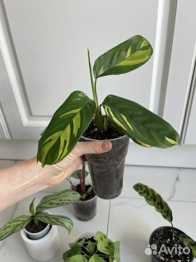 Калатея, маранта, агланема набор