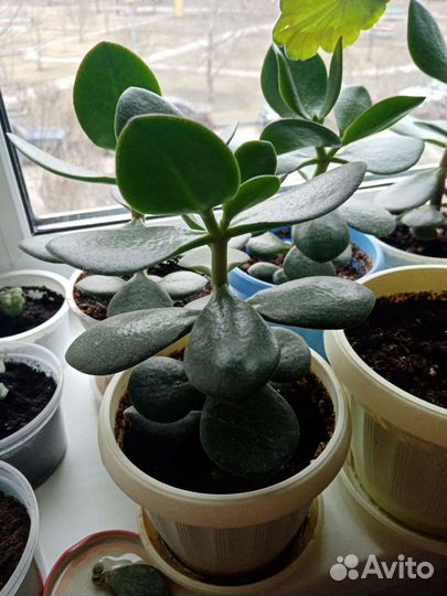 Крассула толстянка денежное дерево