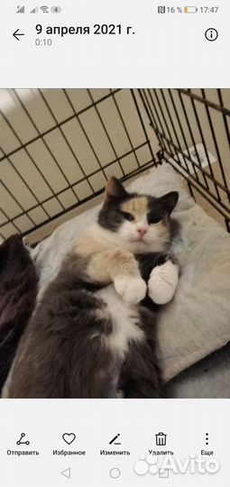 Кассиопея кошечка